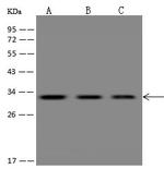 ROGDI Antibody in Western Blot (WB)