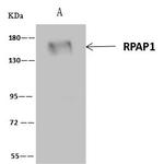 RPAP1 Antibody in Immunoprecipitation (IP)