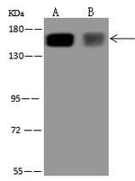 RPAP1 Polyclonal Antibody