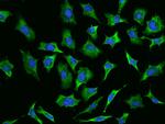 RPL29 Polyclonal Antibody