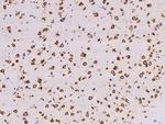 RPL29 Antibody in Immunohistochemistry (Paraffin) (IHC (P))