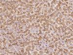 RPL29 Antibody in Immunohistochemistry (Paraffin) (IHC (P))