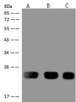 RPL29 Antibody in Western Blot (WB)