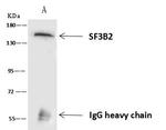 SF3B2 Antibody in Immunoprecipitation (IP)