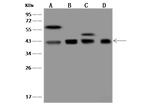 Bif1 Polyclonal Antibody