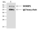 SH3KBP1 Antibody in Immunoprecipitation (IP)