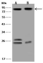 SH3KBP1 Antibody in Western Blot (WB)