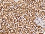 SMIM20 Antibody in Immunohistochemistry (Paraffin) (IHC (P))