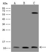 SMIM20 Antibody in Western Blot (WB)