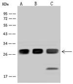 SNAP23 Polyclonal Antibody