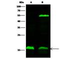 alpha Synuclein Polyclonal Antibody