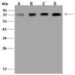SNW1 Polyclonal Antibody