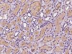 SNX8 Antibody in Immunohistochemistry (Paraffin) (IHC (P))