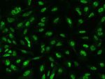 SP4 Antibody in Immunocytochemistry (ICC/IF)