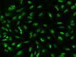 SP4 Antibody in Immunocytochemistry (ICC/IF)