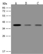 SPRY2 Antibody in Western Blot (WB)