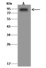 SRPK1 Antibody in Western Blot (WB)