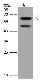 SRCRB4D Antibody in Western Blot (WB)