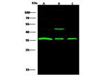 STUB1 Polyclonal Antibody