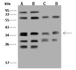 STX12 Polyclonal Antibody