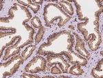 STX17 Polyclonal Antibody