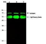 MUNC18 Antibody in Immunoprecipitation (IP)
