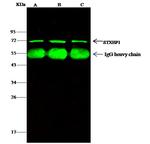 MUNC18 Antibody in Immunoprecipitation (IP)