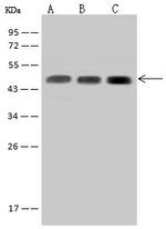 SUCLA2 Polyclonal Antibody