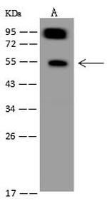 SYNC Polyclonal Antibody