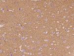 SYNGR1 Polyclonal Antibody