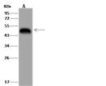 SYT12 Antibody in Western Blot (WB)