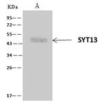 SYT13 Antibody in Immunoprecipitation (IP)