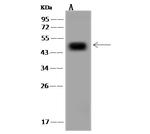 SYT13 Antibody in Western Blot (WB)