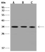 CKAP1 Antibody in Western Blot (WB)