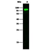 Transferrin Receptor Antibody in Western Blot (WB)