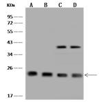 THOC7 Polyclonal Antibody
