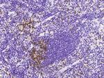 CD90 Antibody in Immunohistochemistry (Paraffin) (IHC (P))