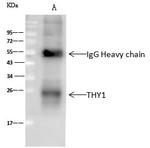 CD90 Antibody in Immunoprecipitation (IP)