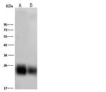 CD90 Antibody in Western Blot (WB)