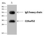 C19orf52 Antibody in Immunoprecipitation (IP)