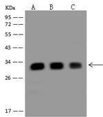 C19orf52 Antibody in Western Blot (WB)