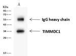 C3orf1 Antibody in Immunoprecipitation (IP)