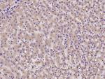 TMED2 Polyclonal Antibody
