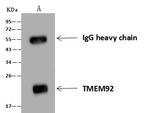 TMEM92 Antibody in Immunoprecipitation (IP)