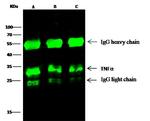 TNF alpha Antibody in Immunoprecipitation (IP)