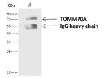 TOM70 Antibody in Immunoprecipitation (IP)