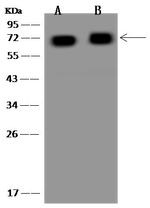 TOM70 Antibody in Western Blot (WB)