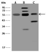 TRIM4 Antibody in Western Blot (WB)