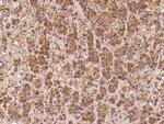 TSPAN2 Antibody in Immunohistochemistry (Paraffin) (IHC (P))