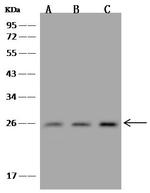 TSPAN2 Antibody in Western Blot (WB)